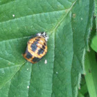 Ladybird larva