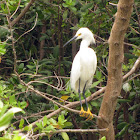 Snowy Egret