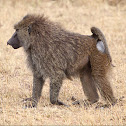 Chacma baboon