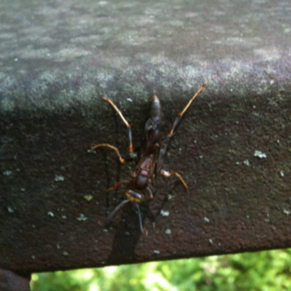 Spotting Image 1