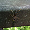 Great Golden Digger Wasp
