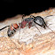 Camponotus cruentatus