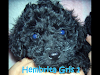 Cachorros Caniches Toy Color Gris Oferta