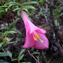 Philesia, Coicopihue
