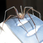 Violin Spider