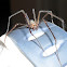 Violin Spider