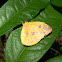 Apricot sulphur