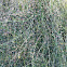 Tweeds Ephedra