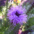 Midwestern gardens