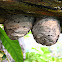 hornet nest