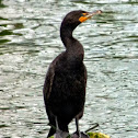 Double- crested Cormorant