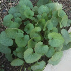 Garlic Mustard