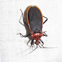 Assassin bug