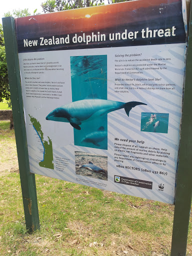 NZ Dolphins at Piha