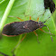 Leaf-footed Bug