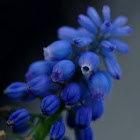 grape hyacinth