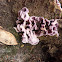 Silver leaf fungus