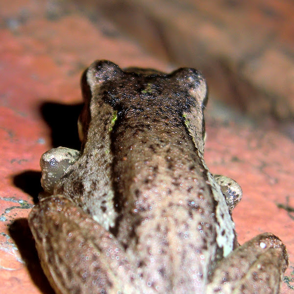 Whistling tree frog Project Noah