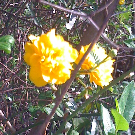 Spotting Image 1