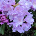 Rhododendron