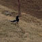 Magpie