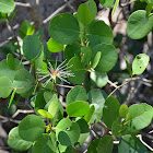 Mangrove