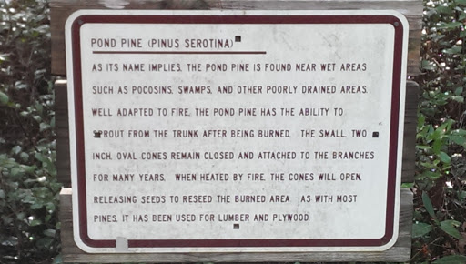 Pond Pine (Pinus Serotina)