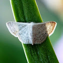 Scopula Geometrid Moth