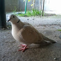 Tortola de collar (Barbary Dove)