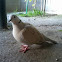 Tortola de collar (Barbary Dove)