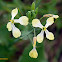 Wild Radish