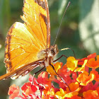Juno Longwing