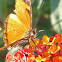 Juno Longwing