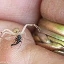 Northern crab spider & prey