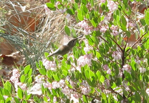 Spotting Image 1