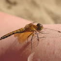 Band-winged Meadowhawk