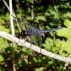 Slaty Skimmer