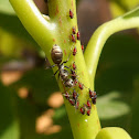 The treehopper nymphs tended by an ant