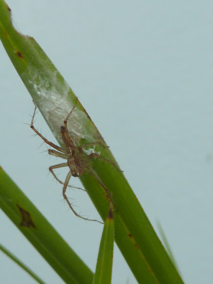 Spotting Image 1