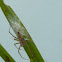 Lynx spider