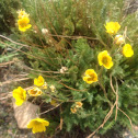Shrubby cinquefoil, rose family
