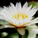White Water Lily