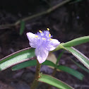 commelina