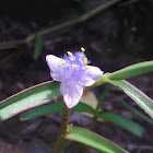 commelina