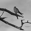 Australian Nankeen Kestrel
