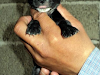 Chihuahuas Negras Minis Cabeza De Manzana