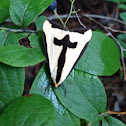 Clymene Moth