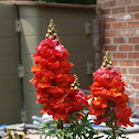 Snapdragon
