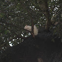 White squirrel