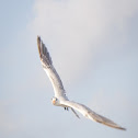 Royal Tern